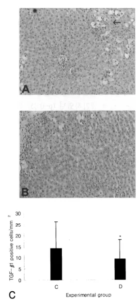 Fig.  5A-C.  TGF-ß 1  positive  cells  (arrow)  in  CCldreated  livers.  A.  o n1 y  CC1 4 -treated  group  (group  C)  B