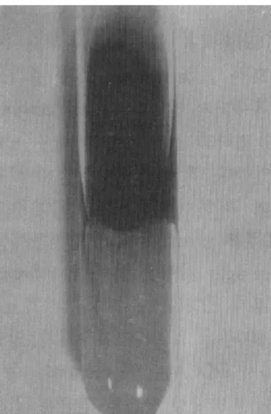 Fig.  3.  Candida  albicans  f ormed  chlamydospores  and  pse  udohyphae.  분생자 생성이 왕성하며， 균의 특정적인 착색과 형태  를 형성하고， 초대분리 배양에서 동정이 간편하고 배  양 양성률이 높아야 한다
