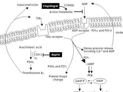 Fig. 2.  Schematic illustration of the pharmacologic sites of aspirin and clopidogrel