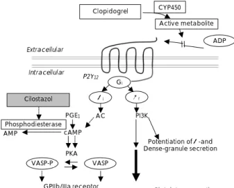 Fig. 6. Proposed mechanism of improving clopidogrel resistance by cilo- cilo-stazol. ADP: adenosine diphosphate, PKA: protein kinase-A, VASP: