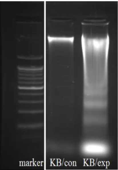 Fig. 6. Detection of apoptosis by DAPI-staining in the  KB cell lines. 