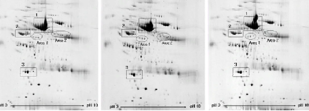Table 2.  Identification of the analyzed proteins 