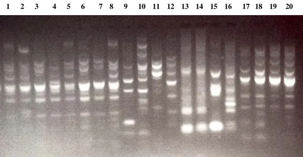 Fig. 1. ERIC-PCR based DNA fingerprinting for 20 strains of V. parahaemolyticus and 12 strains of bacteria  associated diarrhea