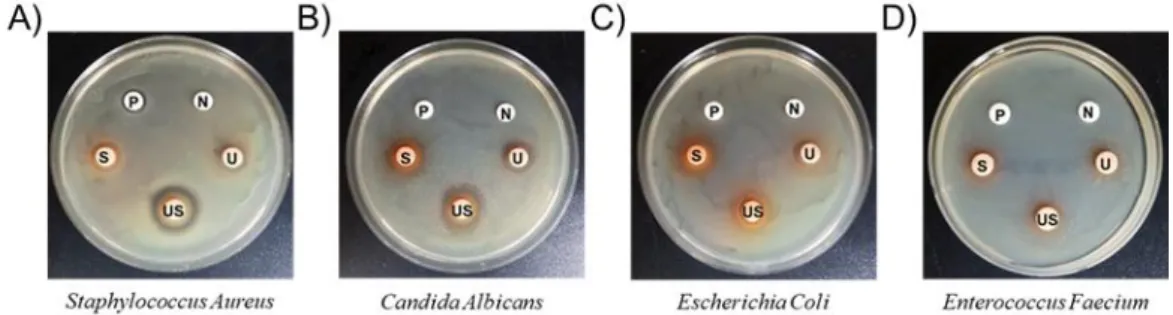 Figure  3. Antimicrobial  activity  of  US  extract  against  microorganisms  using  a  disc  diffusion  assay