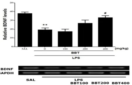 Fig.  4. Effects  of  BBT  on  BDNF  mRNA  expression  in  the  hippocampus  of  rats  with  LPS-induced  depression-like  symptoms