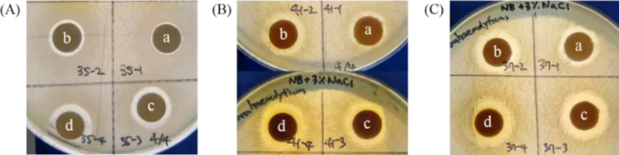Figure  1.  Antimicrobial  activity  of  (A)  Saengmaek-san  and  (B)  Paljung-san .  Each  herbal  formula  was  treated  with  (a)  5  mg/disc,  (b)  10  mg/disc,  (c)  15  mg/disc,  and  (d)  20  mg/disc  for  48  hr  against  Bacillus  cereus.