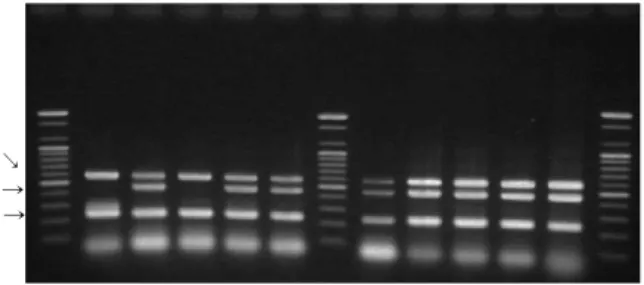 Fig. 4. Multiplex PCR results with the 3rd primer set are presented.