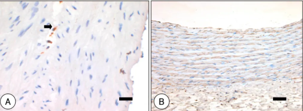Fig. 3.  Immunohistochemical stain in ascending aorta of rat at experiment 40 weeks. Scale bar: 20 μm