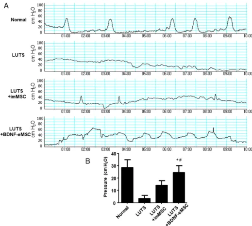 Figure 1. Figure 1. (A) Representative  images  of  cystometry  in  each  group. 
