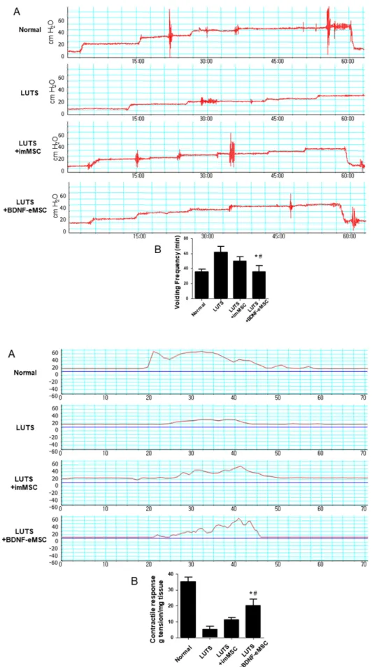 Figure 2. (A) Representative images of  voiding  frequency  of  each  group.  (B)  Mean  results  of  voiding  frequency