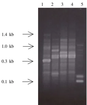 Fig. 2. RAPD patterns of K. pneumoniae isolates produced by  using primer 241.