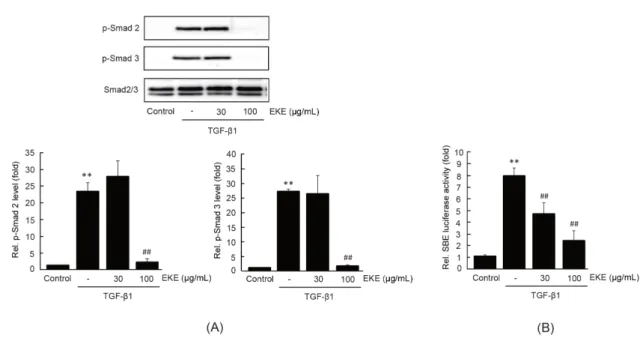 Fig.  2. The  effect  of  EKE  on  TGF-β1-mediated  Smad  activation.  (A)  Smad  phosphorylation