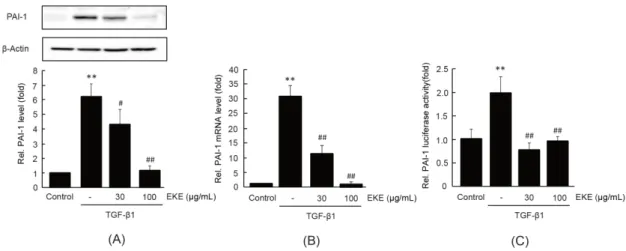 Fig.  3.  The  effect  of  EKE  on  TGF-β1-mediated  PAI-1  induction.  LX-2  and  recombinant  t -HSC/Cl6  cells  which  express  pGL4.15-phPAI1-798  were  pre-treated  with  EKE  (30  or  100  μg/mL)  for  1  h  and  further  exposed  to  TGF-β1  (5  ng/