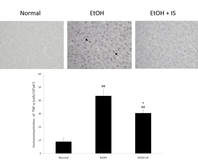 Fig.  4. Immunohistochemical  staining  of  TNF-α proteins.