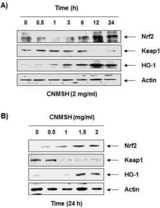 Fig.  6.  Effects  of  CNMSH  on  Nrf2  and  HO-1  expression  in  RAW  264.7  macrophages