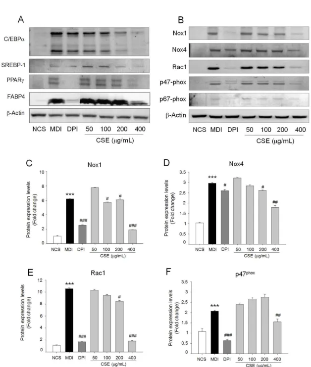 Fig.  3.  Effect  of  CSE  on  adipogenic  protein  overexpression  NOX  activation  in  3T3-L1  cells