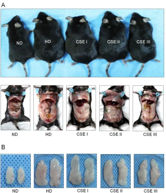 Fig.  4.  Effects  of  CSE  on  high  fat  diet-induced  obese  mice  model.  Mice  were  treated  with  CSE  at  dose  of  0  (vehicle),  50,  250,  and  500  mg/kg  body  weight  daily  injection