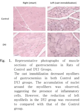 Fig.  1.  Representative  photographs  of  muscle  sections  of  gastrocnemius  in  Rats  of  Control  and  DYJ  Groups.