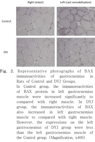 Fig.  2.  Representative  photographs  of  BAX  immunoactivities  of  gastrocnemius  in  Rats  of  Control  and  DYJ  Groups.