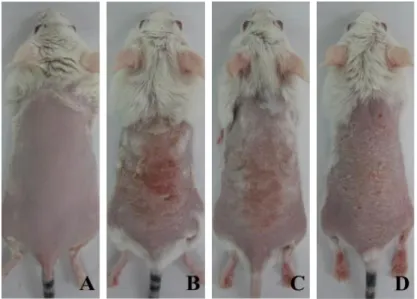 Fig.  2.  Effects  of  SHSST  on  skin  lesion  in  AD  mice.    Skin  lesions  of  AD  mice  were  observed using  digital  camera  on  day  18