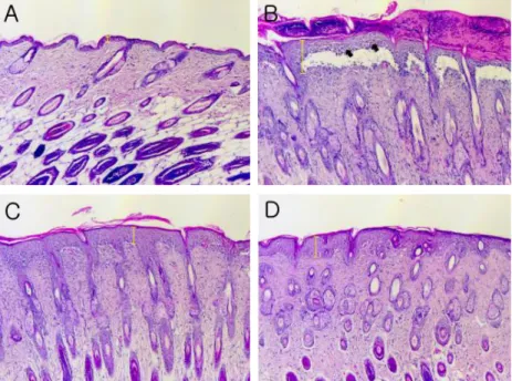 Fig.  6.  Effects  of  SHSST  on  histopathological  changes  in  AD  mice.  Resected  tissues  were  stained  with  haematoxylin  and  eosin  and  observed  using  photo-microscope  at  the  magnificent  of  50x