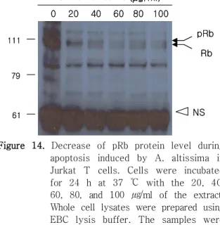Figure  14.  Decrease  of  pRb  protein  level  during  apoptosis  induced  by  A.  altissima  in  Jurkat  T  cells