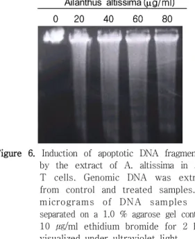 Figure  6.  Induction  of  apoptotic  DNA  fragmentation by  the  extract  of  A.  altissima  in  Jurkat T  cells