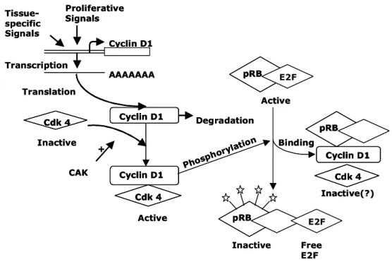 Figure  13.  Regulation  of  cyclin  D1  expression  and  activity.