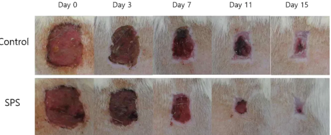 Figure  1.  Representative  clinical  images  of  wounds  of  Control  and  Sopung-san   treated(SPS)  groups