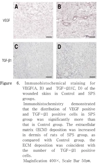 Figure  6.  Immunohistochemical  staining  for  VEGF(A,  B)  and    TGF-β1(C,  D)  of  the  wounded  skins  in  Control  and  SPS  groups.