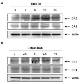 Fig.  2.  Morphological  changes  and  apoptotic  formation  by  co-treatment  with  bufalin  and  TRAIL  in  human  bladder  cancer  cells