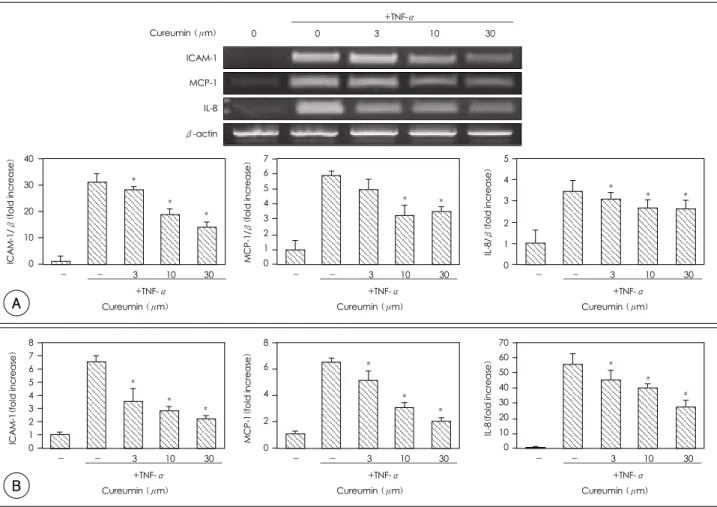 Fig. 3.  The effects of curcumin on the ICAM-1, MCP-1 and IL-8 levels in the HUVECs stimulated with TNF-α