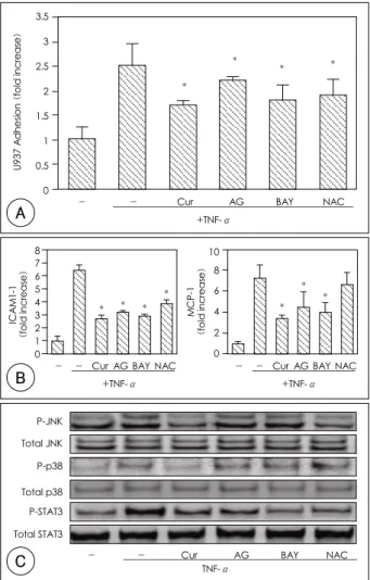 Fig. 4.  The effects of curcumin on JNK, p38 and STAT-3 activation.