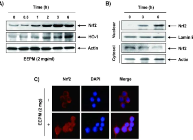 Fig.  4.  Effects  of  a  HO-1  inducer  on  the  EEPM-mediated  attenuation  of  NO  production  and  iNOS  expression  in  LPS-stimulated  RAW  264.7  macrophages