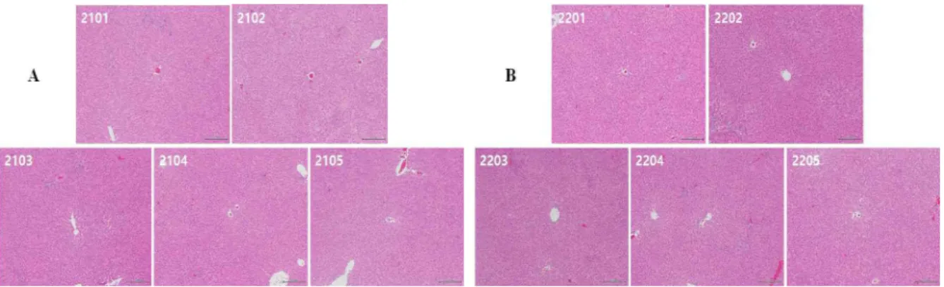 Figure  5.  Histological  analysis  of  liver  in  female  SD  rats.
