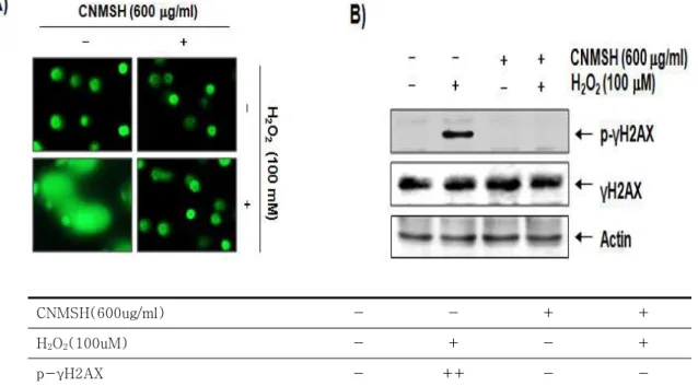 Figure  2.  Protection  of  H 2 O 2 -induced  DNA  damage  by  CNMSH  in  SH-SY5Y  cells
