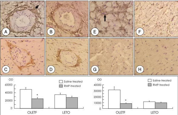 Fig. 2.   Immunohistochemistry for collagen III in the hearts of control OLETF rats (OL-CON)(A and E), ramipril-treated OLETF rats (OL- (OL-RMP)(B and F), control LETO rats (LT-CON)(C and G), ramipril-treated LETO rats (LT-RMP)(D and H)