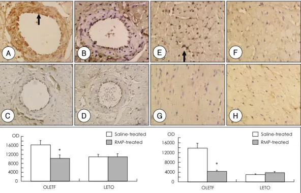 Fig. 3.  Immunohistochemistry for CTGF in the hearts of control OLETF rats (OL-CON)(A and E), ramipril-treated OLETF rats (OL-RMP)(B and F), control LETO rats (LT-CON)(C and G), ramipril-treated LETO rats (LT-RMP)(D and H)