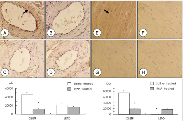 Fig. 5.  Immunohistochemistry for nitrotyrosine in the hearts of control OLETF rats (OL-CON)(A and E), ramipril-treated OLETF rats (OL- (OL-RMP)(B and F), control LETO rats (LT-CON)(C and G), ramipril-treated LETO rats (LT-RMP)(D and H)