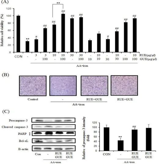 Fig.  1.  The  protective  effect  of  R.  undulatum   extract  (RUE)  and  G.  uralensis   extract  (GUE)  on  AA  and  iron-induced  apoptosis  of  HepG2  cells