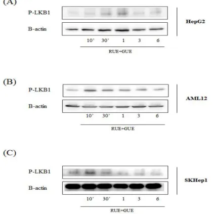 Fig.  3.  The  effect  of  RUE  and  GUE  on  the  phosphorylation  of  LKB1. 