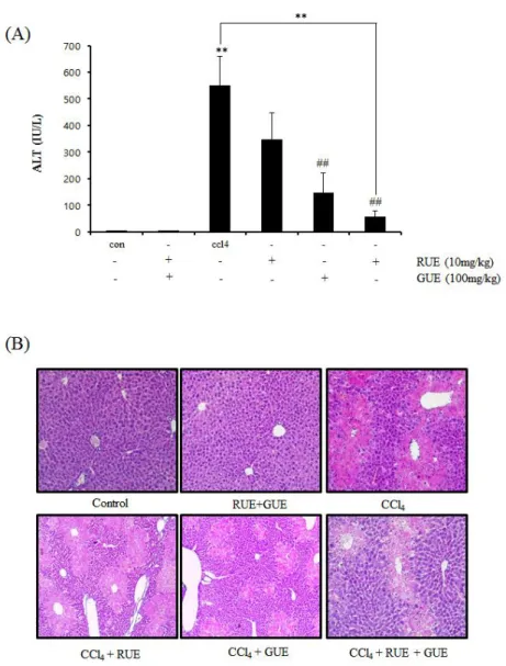 Fig.  4.  The  effect  of  RUE  and  GUE  on  CCl 4 -induced  liver  toxicity  in  mice