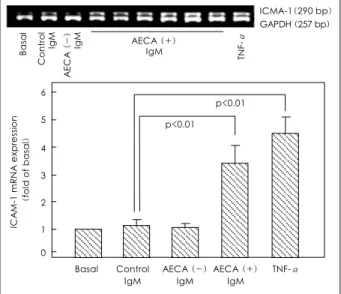 Fig. 6 . IgM-AECA-induced ICAM-1 mRNA expression of HCAEC.