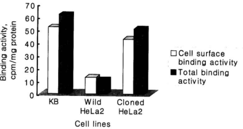Fig.  3.  The  cell  surface  folic  acid  binding  activity  and  total  binding  activity  of  protein  isolated  from  KB,  wild  HeLa2  and  cloned  HeLa2