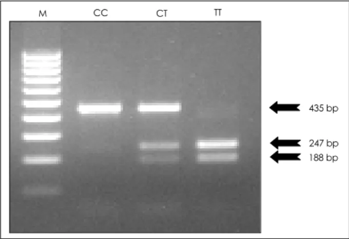Fig. 1. The three different fragments of the MMP-9 promoter. M:
