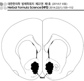 Figure 2. Diagrammatic representation of a coronal  section showing the Nacc.