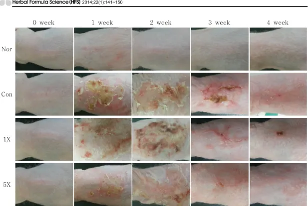 Figure 1. Effect of Polygonum tinctoria niram on clinical skin features of DNCB-applied hairless mice