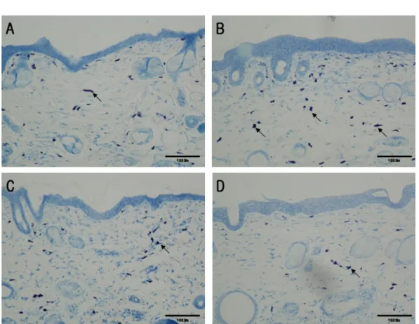Figure 5. Effect of Polygonum tinctoria niram on mast cell infiltration in dosal skin of DNCB-applied hairless mice