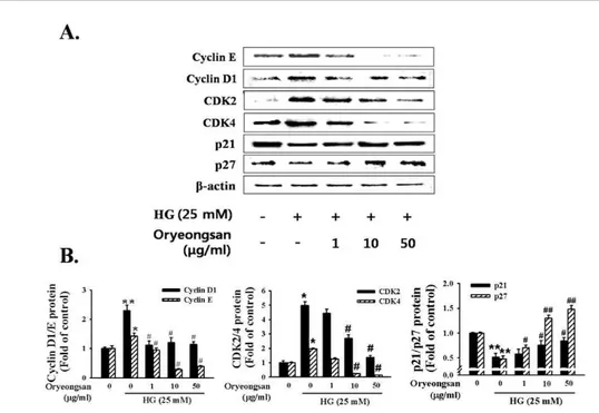 Figure 3. Effect of Oryeong-san on cell-cycle related protein expression. 