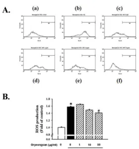 Figure  5.  Effect  of  Oryeong-san  on  HG-induced  ROS production. 